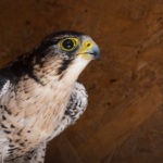 Lanner falcon rescued from poachers