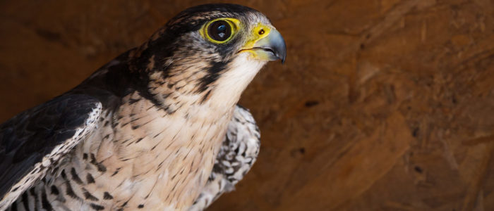 Lanner falcon rescued from poachers