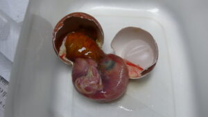 Lanner embryo showing late development