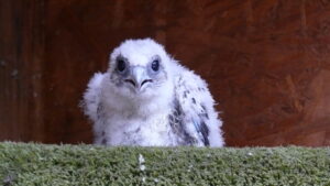 A Lanner chick facing the camera