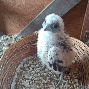 Lanner falcon chick to be released