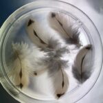 Feathers in a dish to be placed under microscope