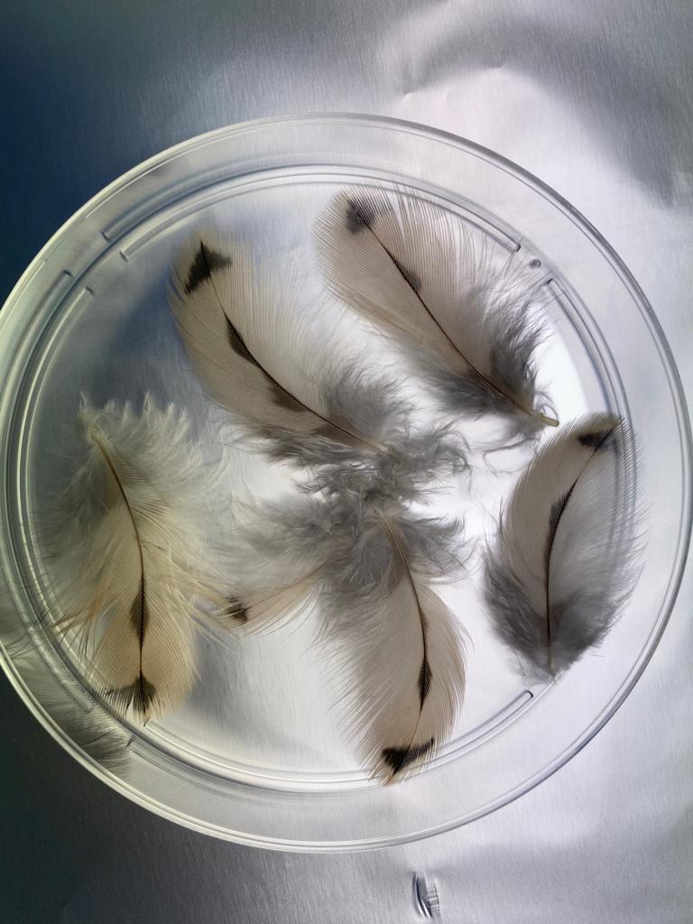 Feathers in a dish to be placed under microscope