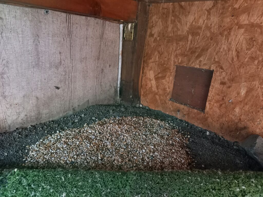 A lanner falcon nest in our aviary
